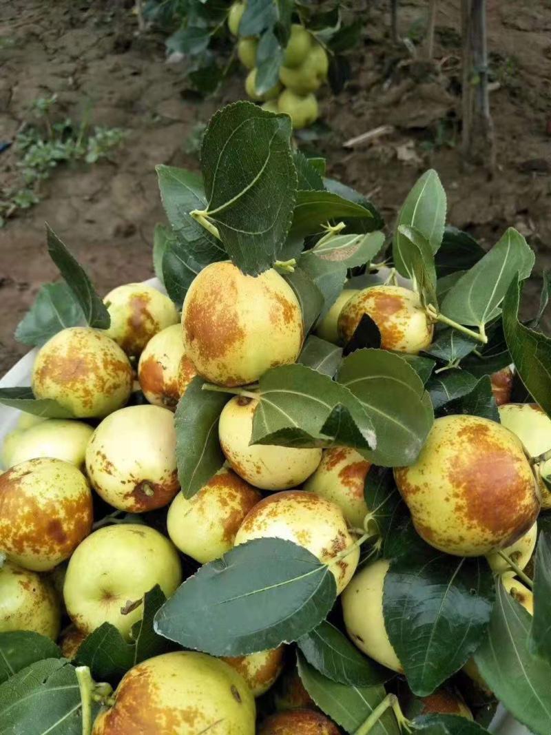 昌邑富硒大梨枣，万亩种植基地，9月20上市