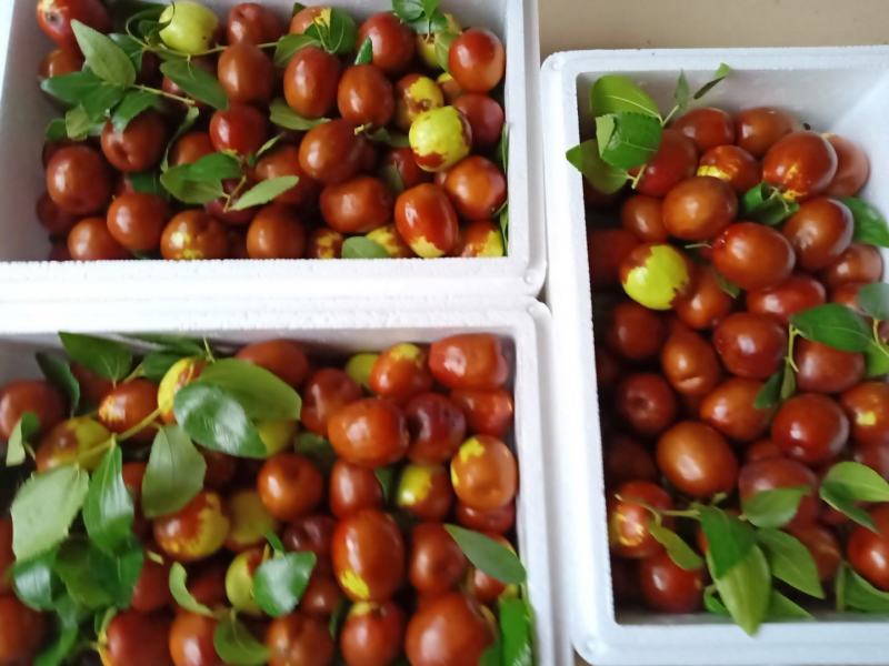 昌邑富硒大梨枣，万亩种植基地，9月20上市