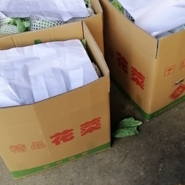 （精品花椰菜），长期供应，保质保量，产地代收发货全国各地