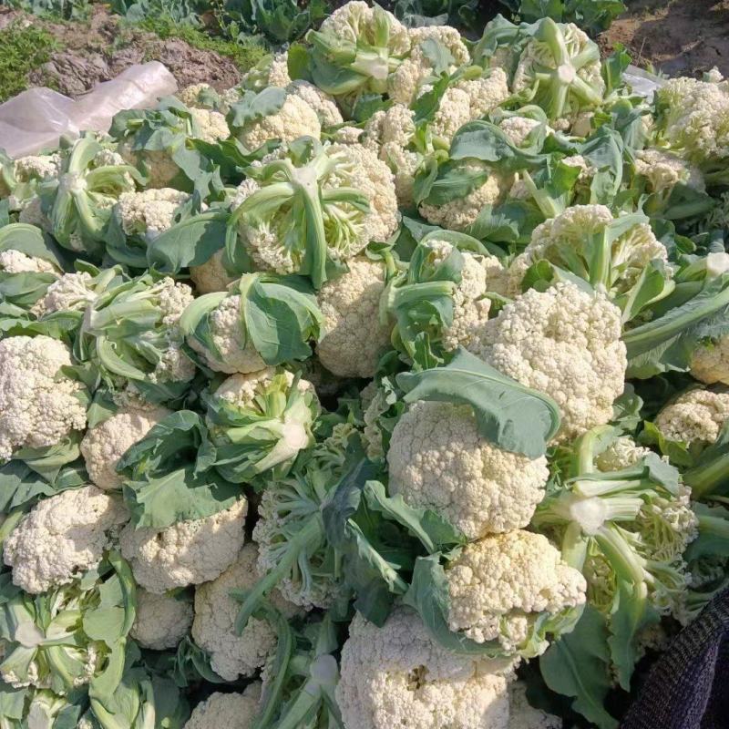 （精品花椰菜），长期供应，保质保量，产地代收发货全国各地