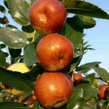 昌邑富硒大梨枣，万亩种植基地，9月20上市