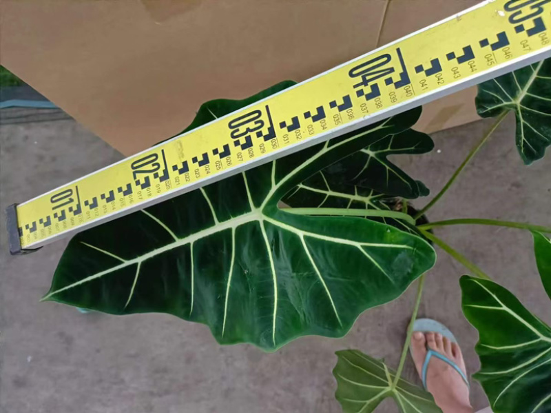 超大绿天鹅绒海芋，170#大株型，18装，单价40元