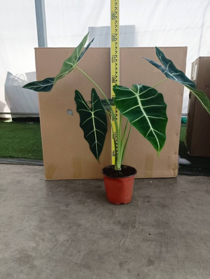 超大绿天鹅绒海芋，170#大株型，18装，单价40元