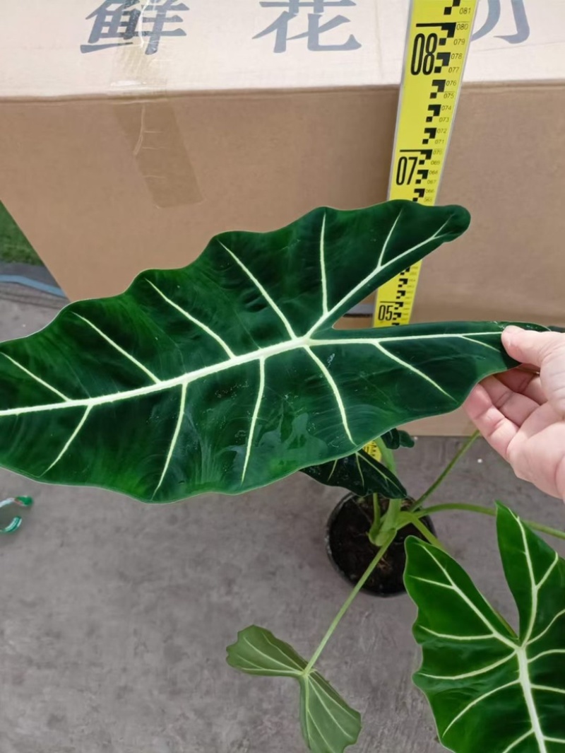 超大绿天鹅绒海芋，170#大株型，18装，单价40元