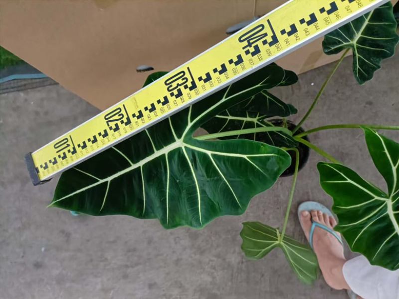 超大绿天鹅绒海芋，170#大株型，18装，单价40元
