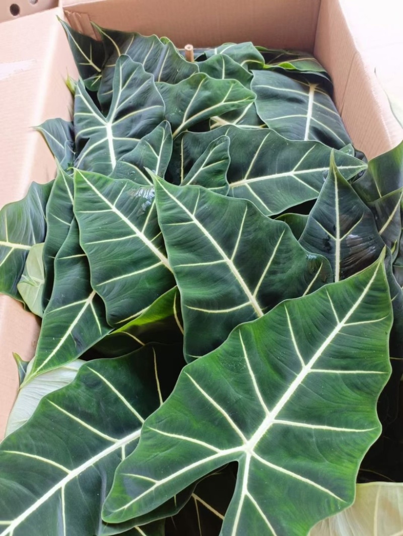 超大绿天鹅绒海芋，170#大株型，18装，单价40元