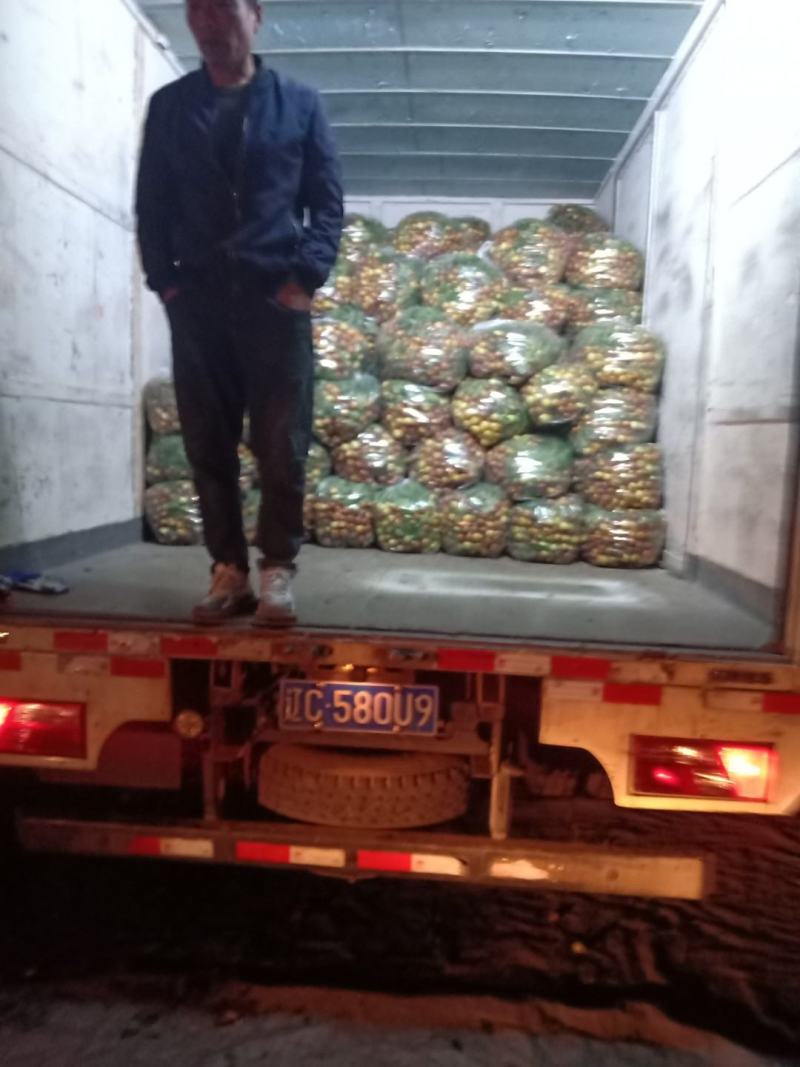 山东富硒大梨枣，9月下旬上市，欢迎各地老板提前联系。