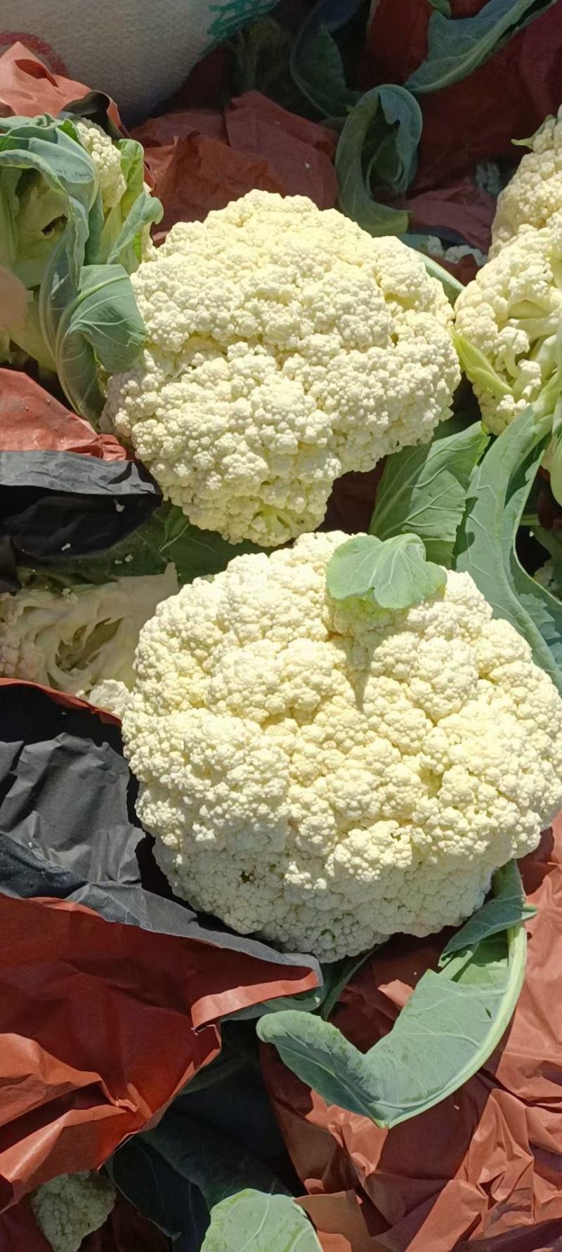 精品有机花2/3斤，产地直销，提供包装，代发全国及出口