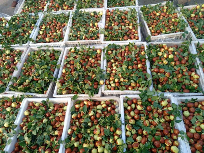 山东省昌邑市富硒大梨枣，万亩种植基地，9月下旬上市。
