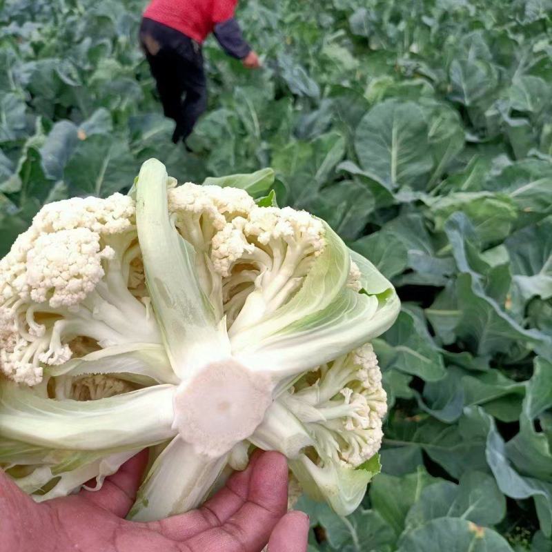 精品菜花，湖北省十万亩基地直供，品种齐全，各种包装走车