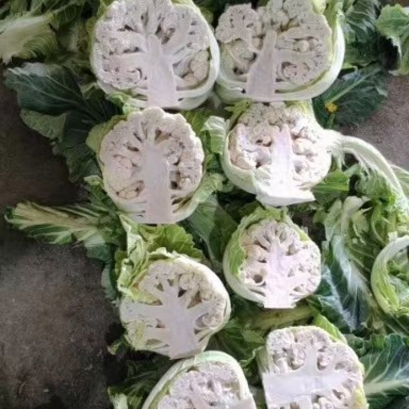 湖北天门市张港镇蔬菜种植地，提供清洗打冷，分拣装车