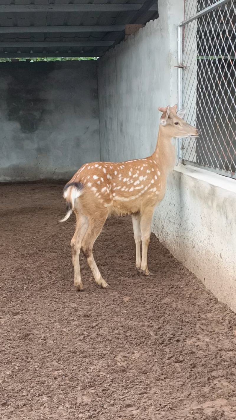 大量现货梅花鹿养殖种鹿鹿茸活鹿苗质优价廉包送到家