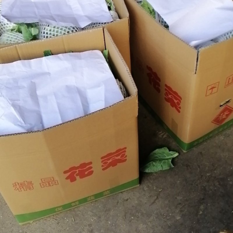精品花椰菜，产地直供，2-3斤，专业打包上车，代发代办
