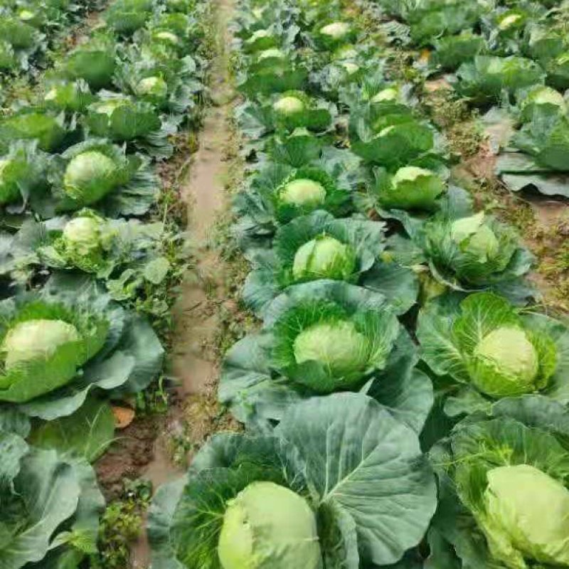 精品甘蓝，代发货各地，湖北蔬菜种植地，提供包装，长期合作