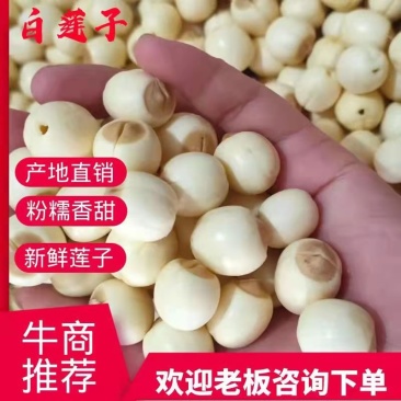 江西新鲜莲子通心莲子纯手工大粒莲子米大量批发