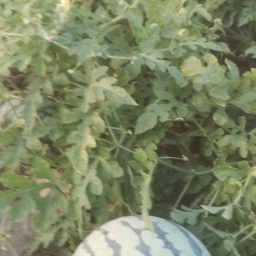 麒麟西瓜皮薄脆甜