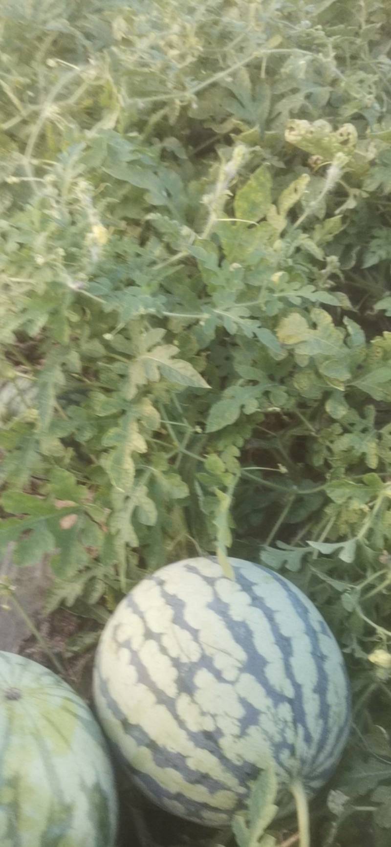 麒麟西瓜皮薄脆甜