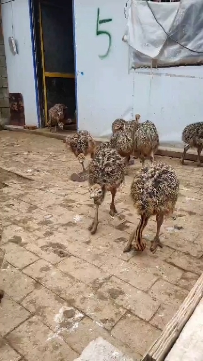 非洲鸵鸟苗，鸵鸟蛋，鸵鸟肉，澳洲鸸鹋包回收，量大免运费