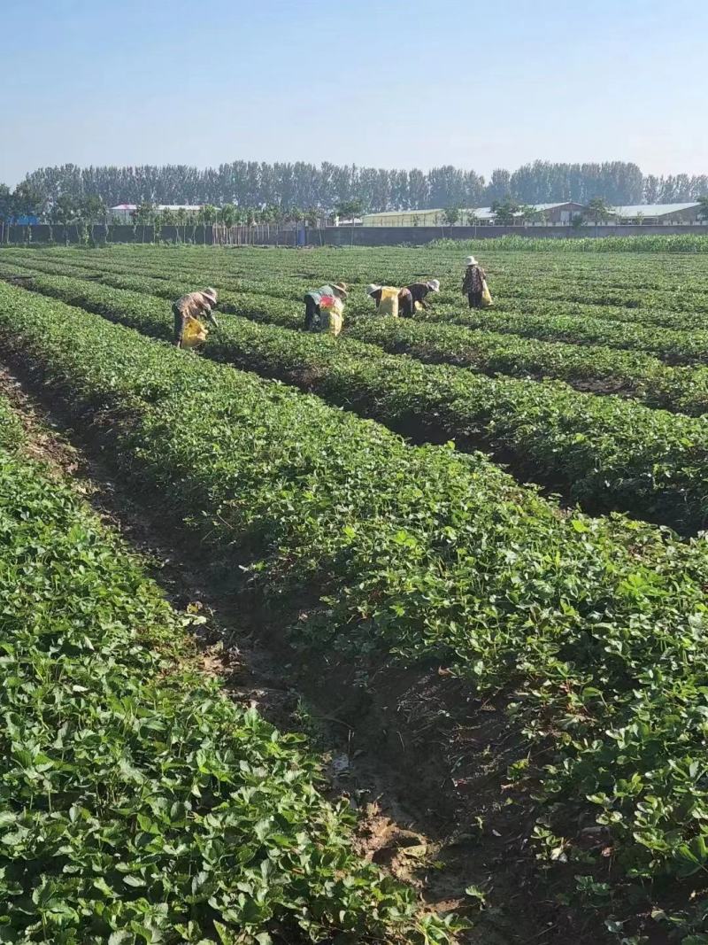 【精选】甜宝红颜各种草莓苗大量上市技术指导品种纯正