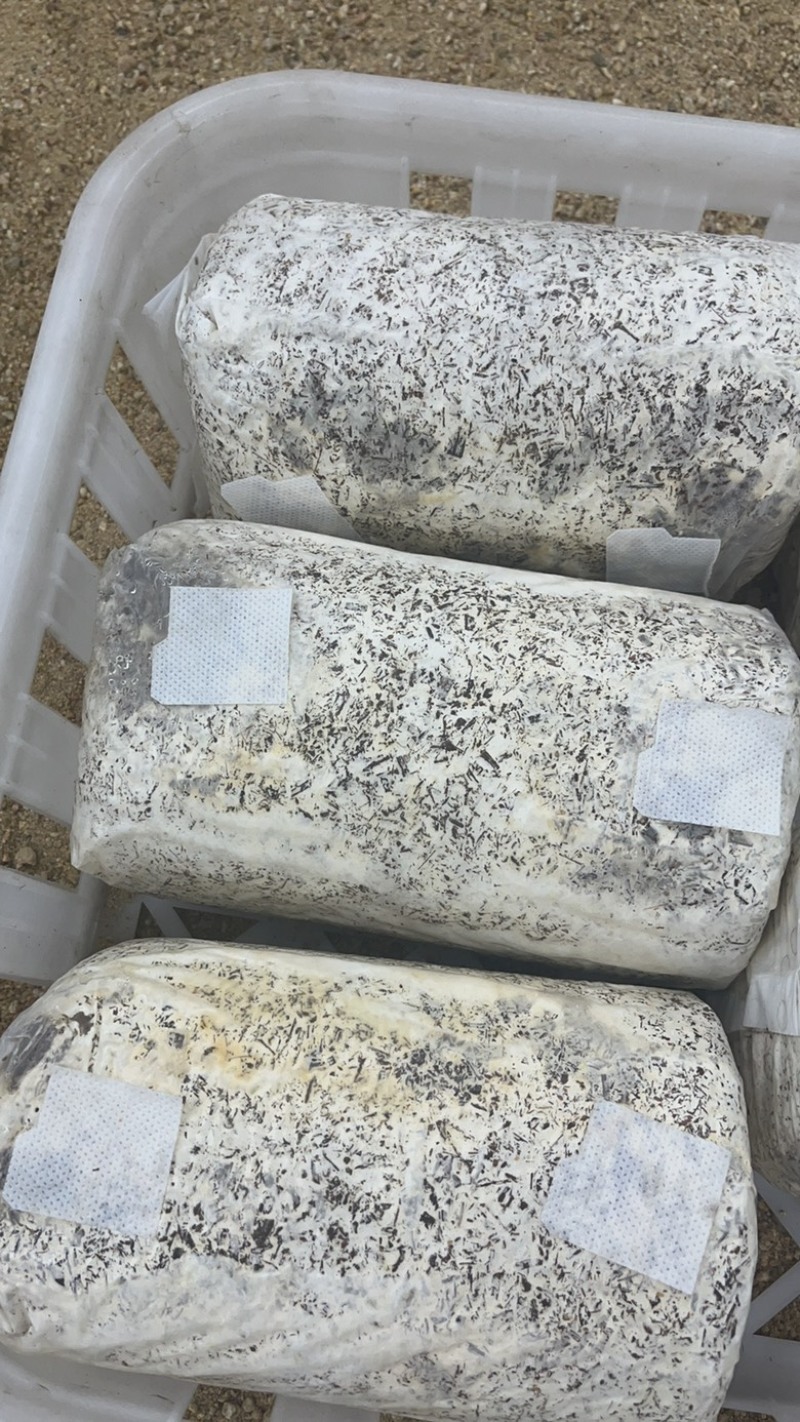 金耳菌，菌包