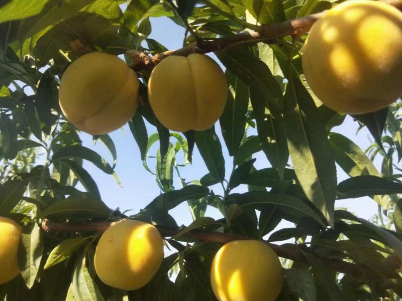 河南内黄优质黄金蜜四号号锦绣黄桃种植基地欢迎订购