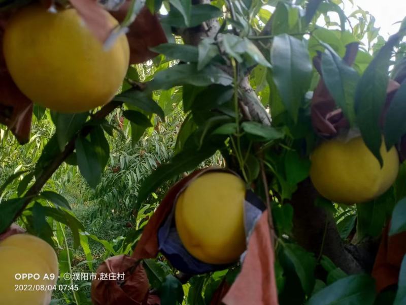 河南内黄优质黄金蜜四号号锦绣黄桃种植基地欢迎订购