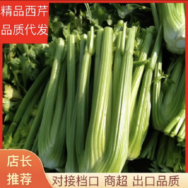 【实力商家】甘肃定西西芹.定西皇妃西芹大量上市、西芹批发