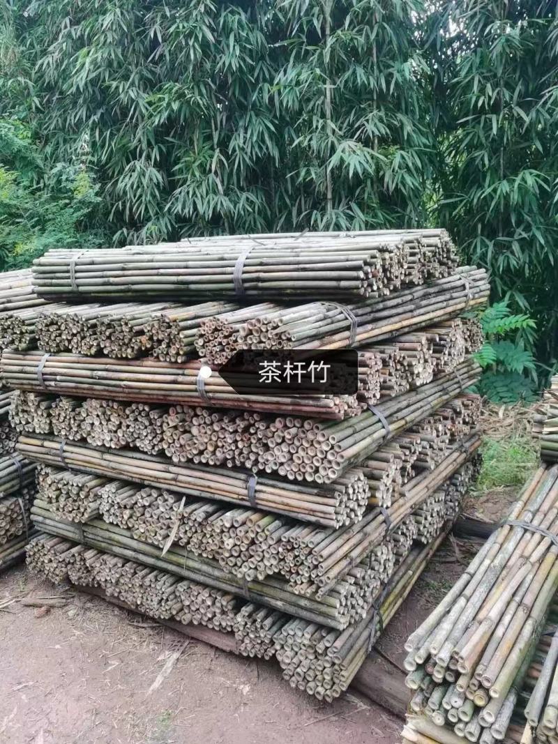 建设大棚大楠竹元竹！竹尾