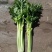 【实力商家】甘肃定西西芹.定西皇妃西芹大量上市、西芹批发
