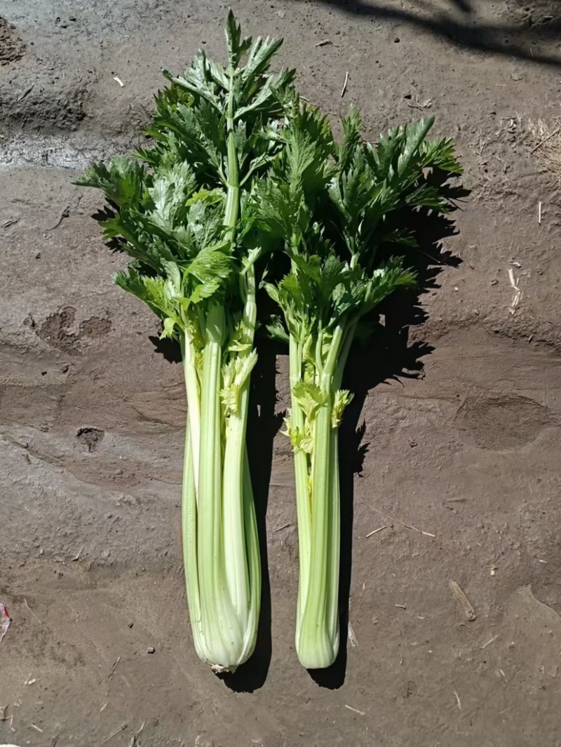 【实力商家】甘肃定西西芹.定西皇妃西芹大量上市、西芹批发