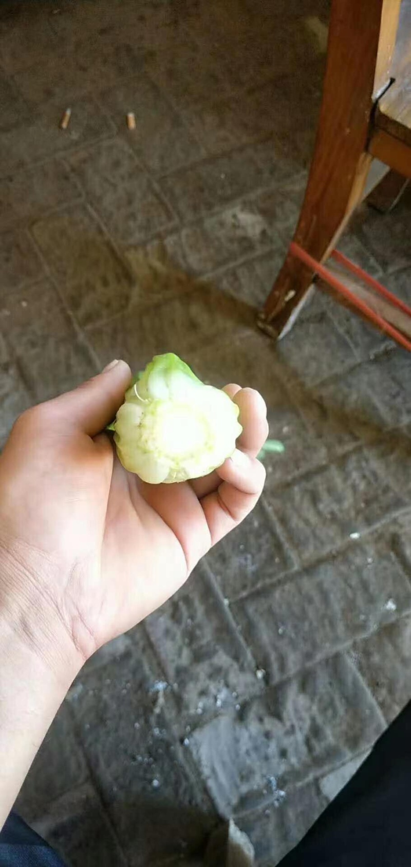 【实力商家】甘肃定西西芹.定西皇妃西芹大量上市、西芹批发