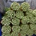 【实力商家】甘肃定西西芹.定西皇妃西芹大量上市、西芹批发