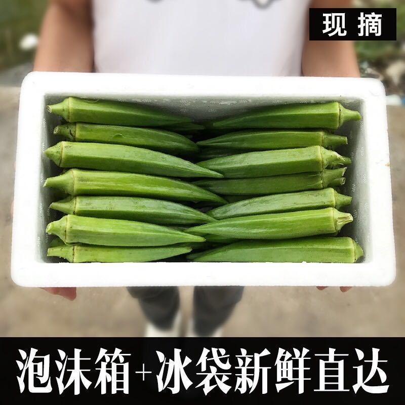 黄秋葵苗，金花葵苗，红秋葵苗，卡里巴黄秋葵秋葵苗包回收