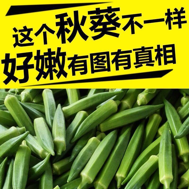 黄秋葵苗，金花葵苗，红秋葵苗，卡里巴黄秋葵秋葵苗包回收