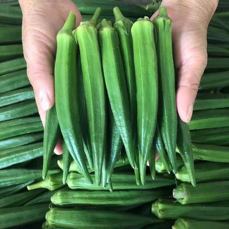 黄秋葵苗，金花葵苗，红秋葵苗，卡里巴黄秋葵秋葵苗包回收