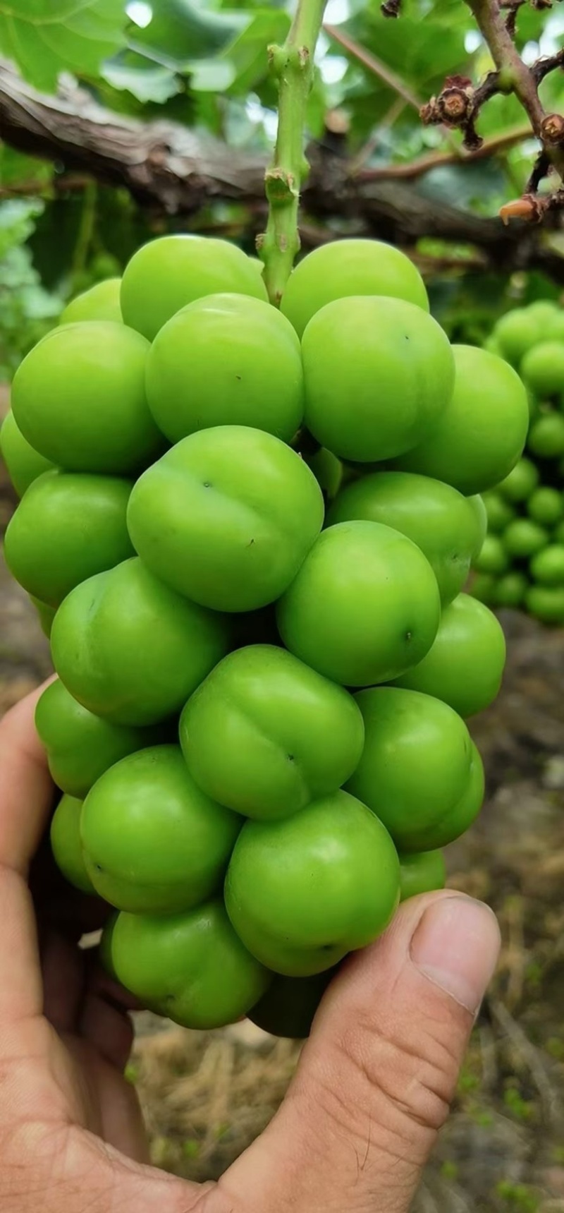 阳光玫瑰葡萄