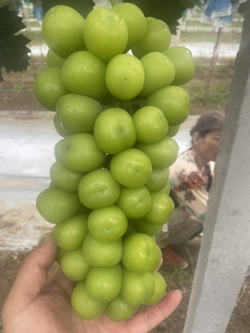 阳光玫瑰葡萄