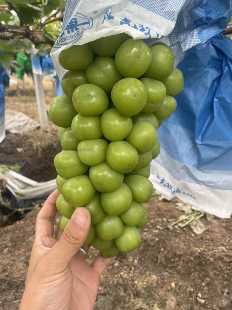 阳光玫瑰葡萄