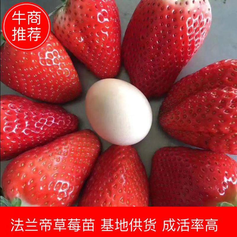 【优质草莓苗】法兰地，红颜等多种品种顺丰加冰发货，保品质