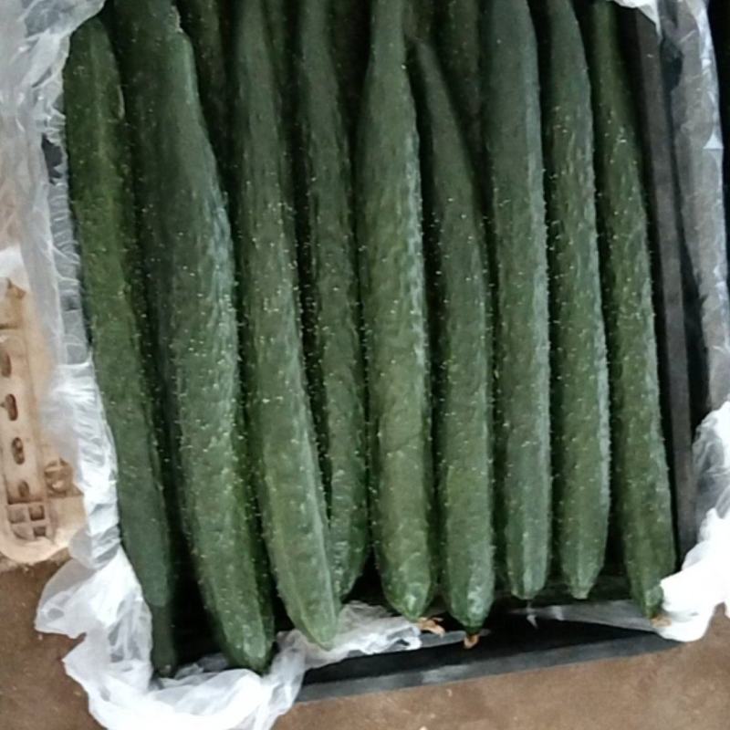 精品青瓜