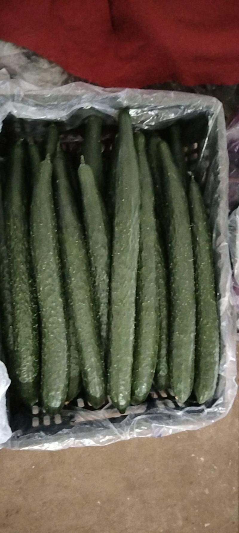 精品青瓜