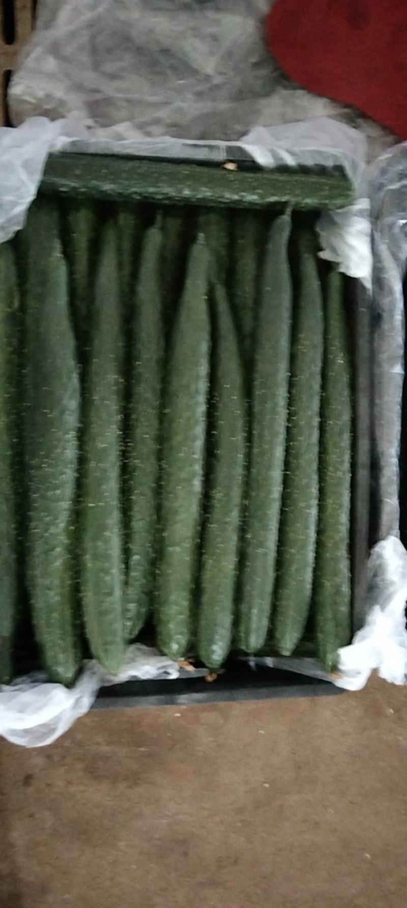 精品青瓜