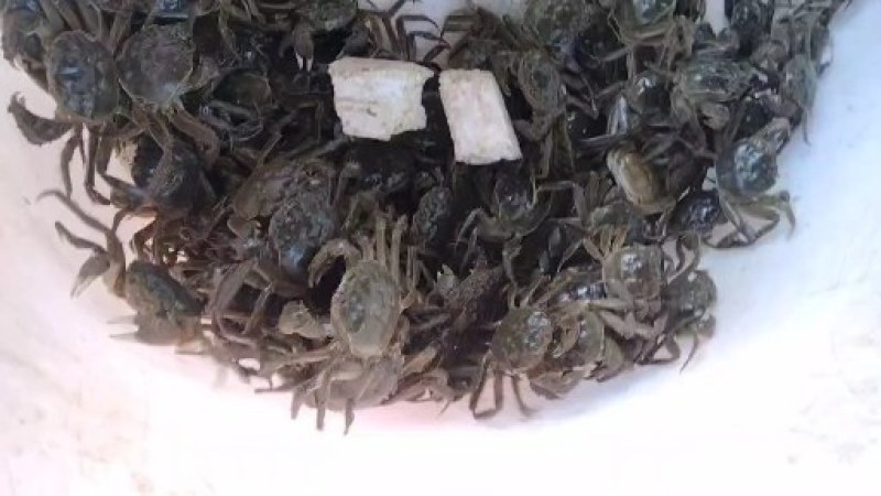 盘锦河蟹，有油炸小螃蟹放生苗，六月黄，成蟹，批发零售