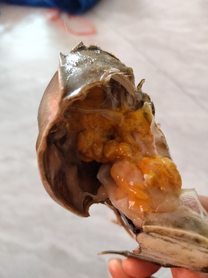 盘锦河蟹，有油炸小螃蟹放生苗，六月黄，成蟹，批发零售