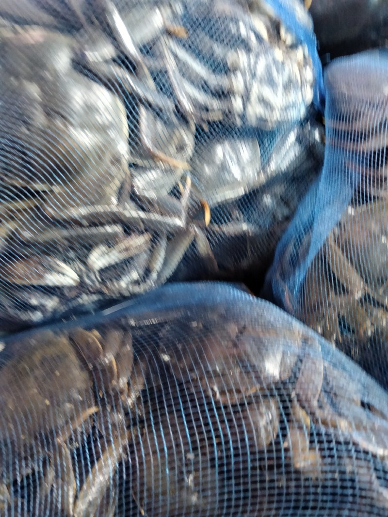 盘锦河蟹，有油炸小螃蟹放生苗，六月黄，成蟹，批发零售