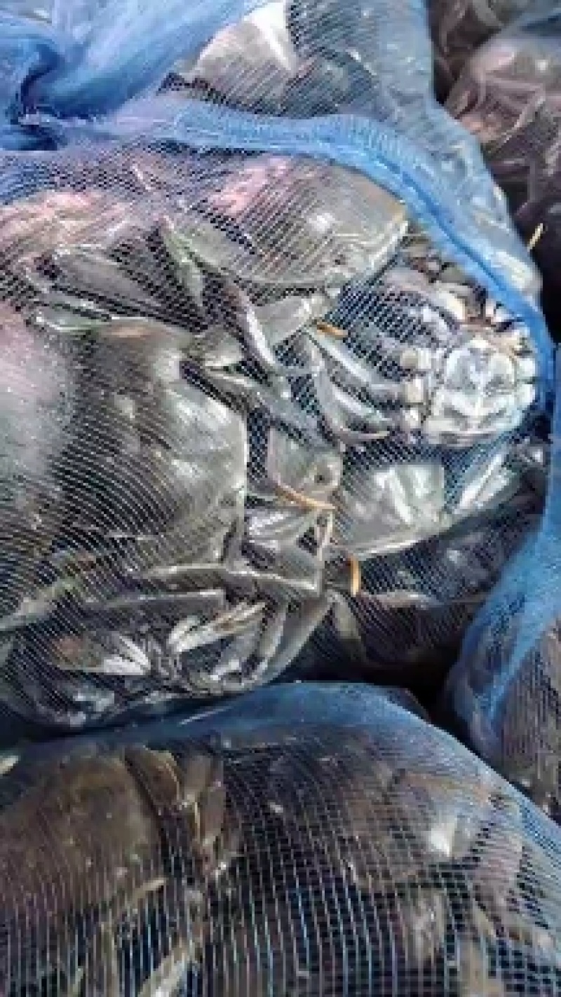 盘锦河蟹，有油炸小螃蟹放生苗，六月黄，成蟹，批发零售