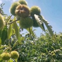 云南高山板栗味甘香甜