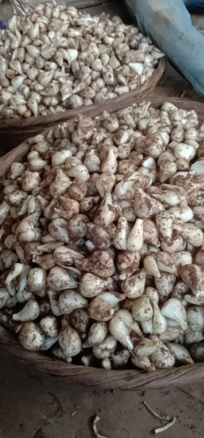 云南省红河州开远市碑格乡千亩的珍珠藠头大量经销