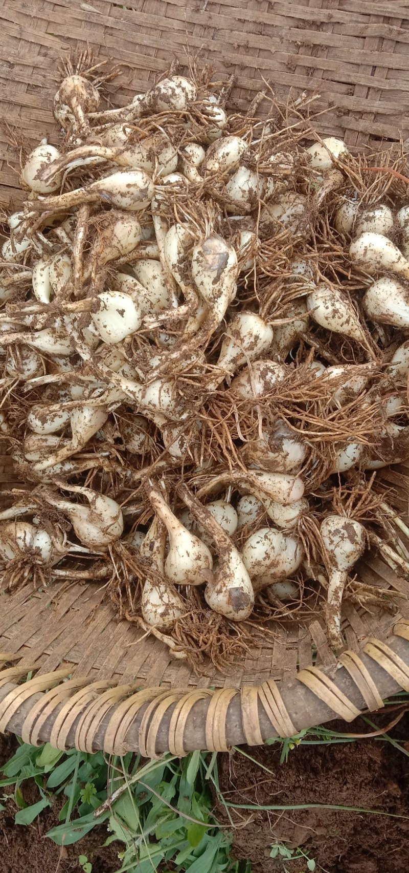 云南省红河州开远市碑格乡千亩的珍珠藠头大量经销