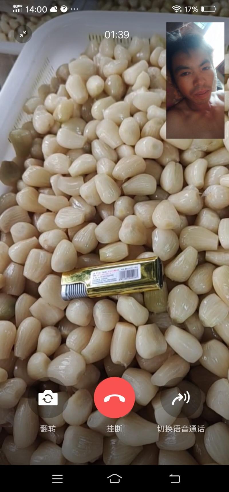 云南省红河州开远市碑格乡千亩的珍珠藠头大量经销